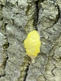 Fuligo luteonitens thumbnail 3