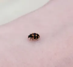 10-spot Ladybird thumbnail 3