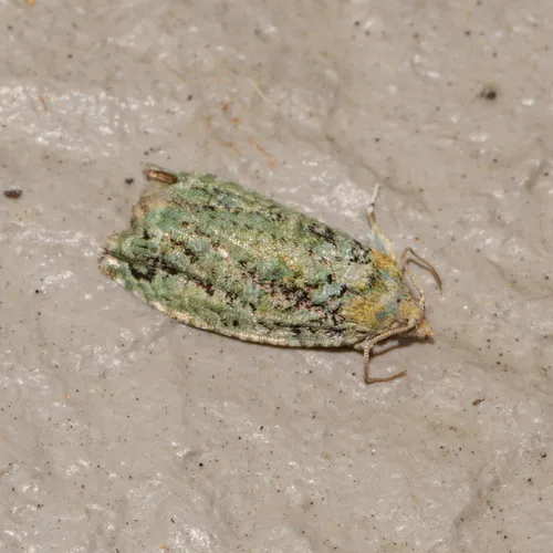 Maple Bud Borer Moth