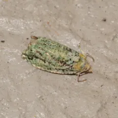 Maple Bud Borer Moth thumbnail 1