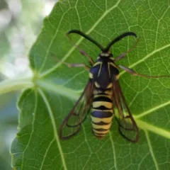 Sesia pacificum thumbnail 3
