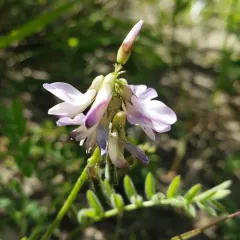 Alpine Milkvetch thumbnail 2