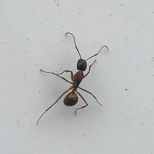 American Carpenter Ant