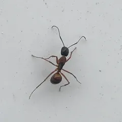 American Carpenter Ant thumbnail 1
