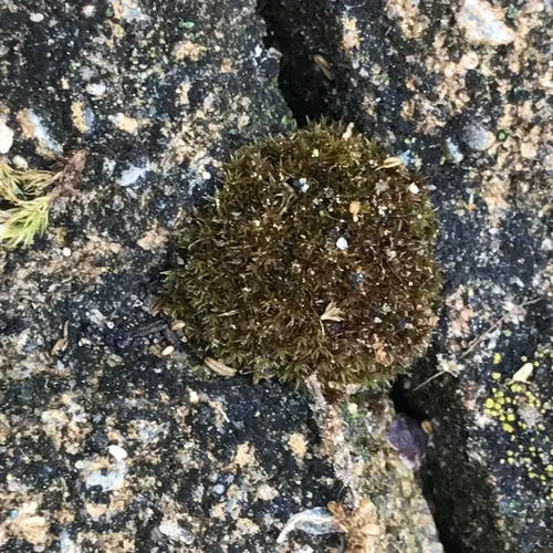 Wall Screw-moss