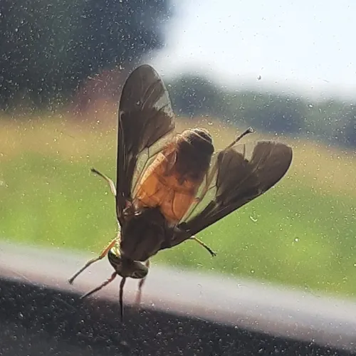 Adulterous Deer Fly