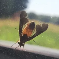 Adulterous Deer Fly thumbnail 1