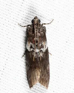 White-banded Salebriaria Moth thumbnail 2