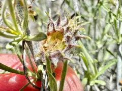 Rosette Bud Gall Midge thumbnail 1