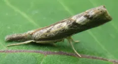 Neodactria zeellus thumbnail 4