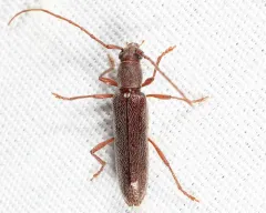 Micranoplium unicolor thumbnail 3