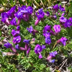Gray's Point-vetch thumbnail 3