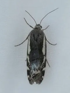 Narrow-winged Midget Moth thumbnail 4