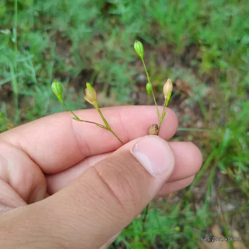 sleepy catchfly