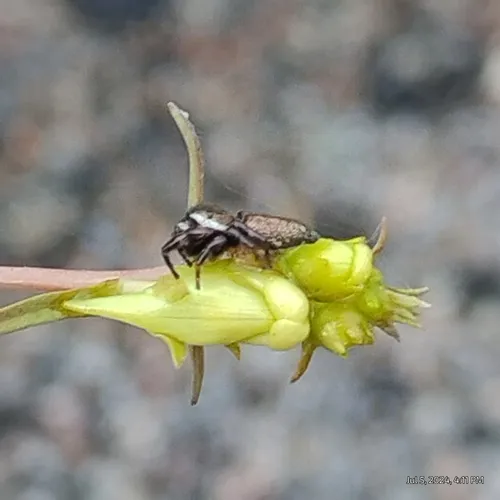 Eris floridana