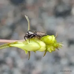 Eris floridana thumbnail 1
