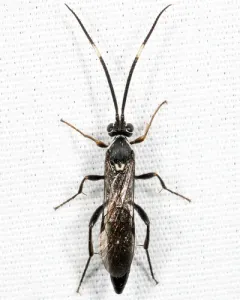 Coelichneumon vitalis thumbnail 2
