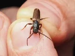Eastern Larch Borer thumbnail 4