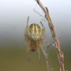 Marsh Orbweaver thumbnail 2