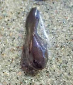 Rosybrown Snailfish thumbnail 4