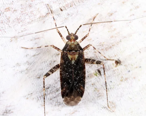 Phytocoris spicatus