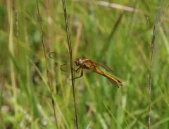 Needham's Skimmer thumbnail 4