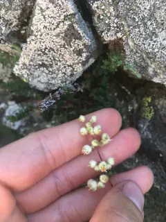 Merriam's Alumroot thumbnail 3