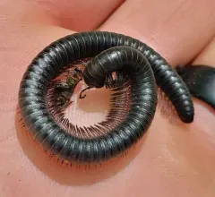 Californiulus euphanus thumbnail 3