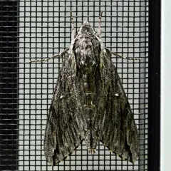 Trumpet Vine Sphinx thumbnail 3