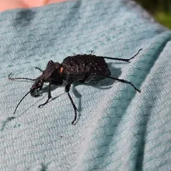 Cychrus tuberculatus thumbnail 2