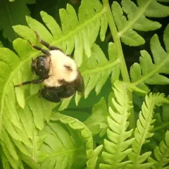 Lemon Cuckoo Bumble Bee thumbnail 4