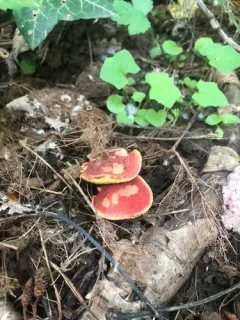Hortiboletus coccyginus thumbnail 2