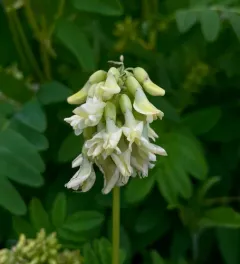 American Milkvetch thumbnail 4