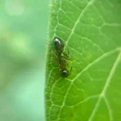 Bearded Carpenter ant thumbnail 3