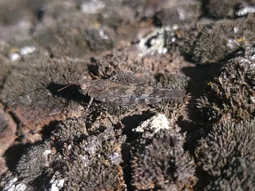 Blue-winged Grasshopper