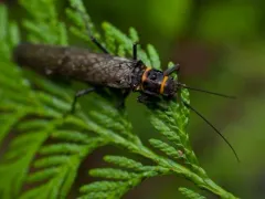 Ebony Salmonfly thumbnail 3