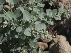 Watson's Goosefoot thumbnail 2