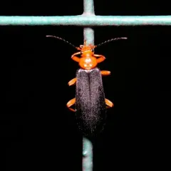 Fan-shaped Fire-colored Beetle thumbnail 3