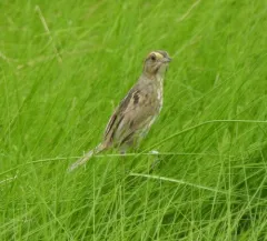 Saltmarsh Sparrow thumbnail 3