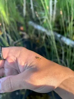 Pubescent sedge beetle thumbnail 2