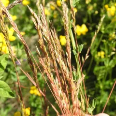 red fescue thumbnail 4