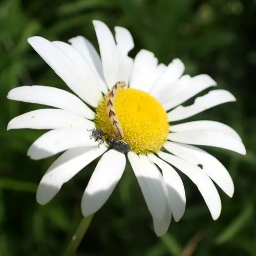 Rugged Flower Weevil