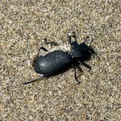 Serrated Darkling Beetle thumbnail 2