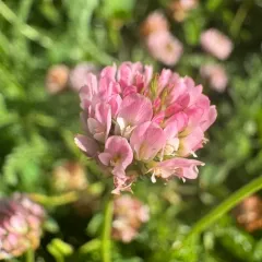 Strawberry clover thumbnail 3