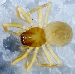 terrestrial wide-eyed sheetweaver thumbnail 1