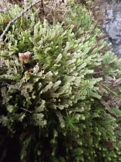 Macrodiplophyllum plicatum thumbnail 3