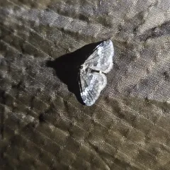 Small Rivulet thumbnail 2