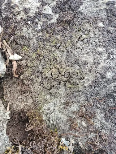 Gymnomitrion pacificum