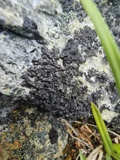 Intermingled Camouflage Lichen thumbnail 2
