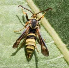 Western Poplar Clearwing Moth thumbnail 4